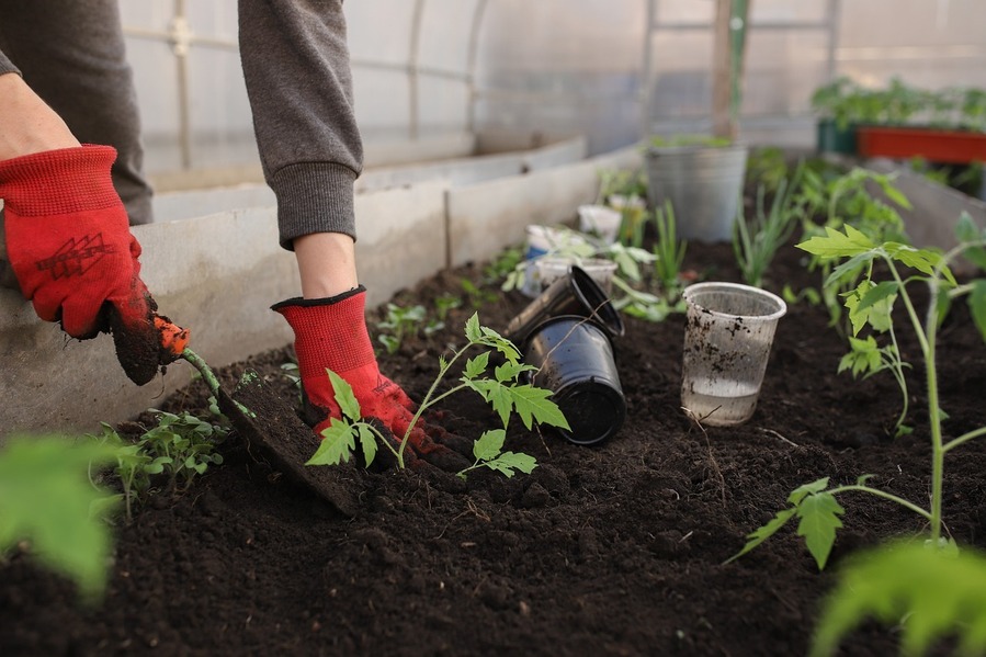 Att bygga ett effektivt växthus - mina bästa tips och lärdomar