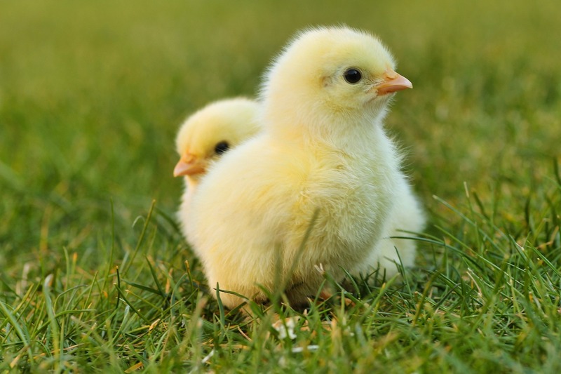 Nykläckta kycklingar i gräset